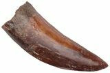 Serrated, Carcharodontosaurus Tooth - Real Dinosaur Tooth #230593-1